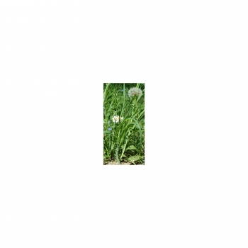 Photo Background - meadow - 10x20 - high